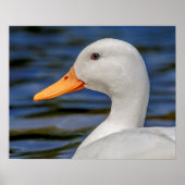 White Mallard Duck Poster (Vorne)