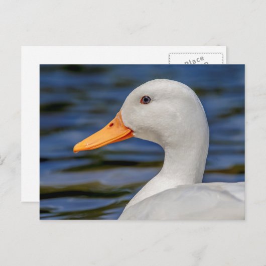 White Mallard Duck Postkarte (Vorne/Hinten)