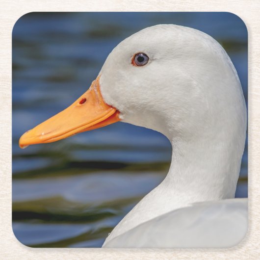 White Mallard Duck Rechteckiger Pappuntersetzer (Vorderseite)