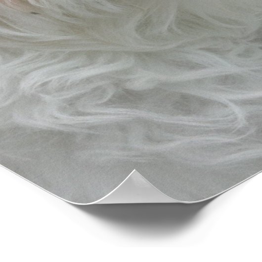 White Maltese Puppy Poster Print (Ecke)