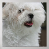 White Maltese Puppy Poster Print (Vorne)