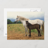 White Mare mit Bay Foal Postkarte (Vorne/Hinten)