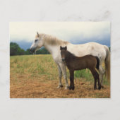 White Mare mit Bay Foal Postkarte (Vorderseite)