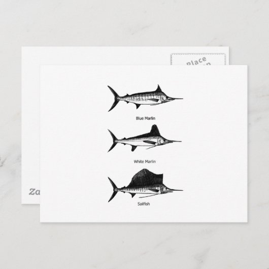 White Marlin - Blue Marlin - Sailfish-Logo Postkarte (Vorne/Hinten)