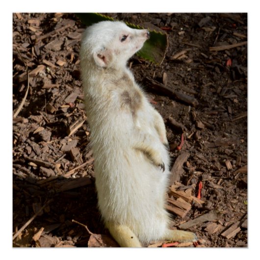 White Meerkat Stehend, Poster (Vorderseite)