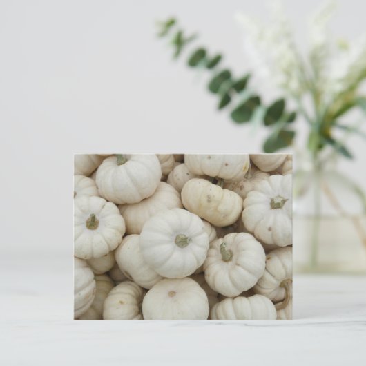 White Mini Pumpkins Postkarte (Stehend Vorderseite)