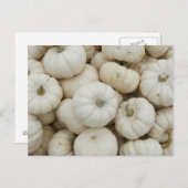 White Mini Pumpkins Postkarte (Vorne/Hinten)