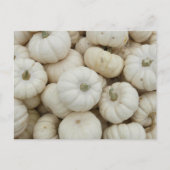 White Mini Pumpkins Postkarte (Vorderseite)