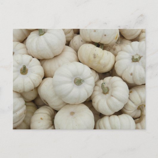 White Mini Pumpkins Postkarte (Vorderseite)