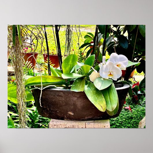 White Moon Orchid Poster (Vorne)