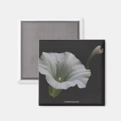 White Morning Glory Blume Foto Magnet (Vorderseite/Rückseite)