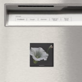 White Morning Glory Blume Foto Magnet (In Situ (Geschirrspüler))
