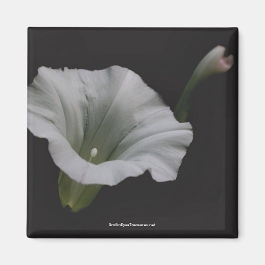 White Morning Glory Blume Foto Magnet (Vorne)