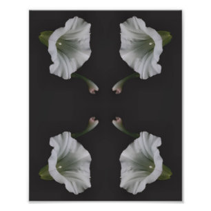 White Morning Glory Blume Nah Abstrakt 8x10 Fotodruck
