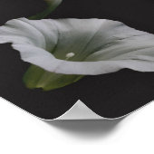 White Morning Glory Blume Nah Abstrakt Poster (Ecke)
