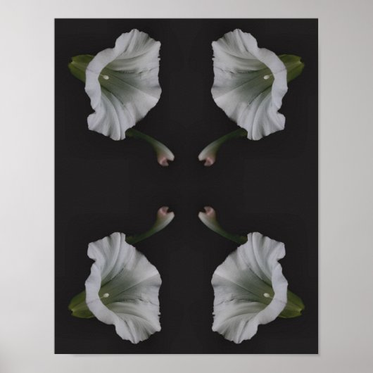 White Morning Glory Blume Nah Abstrakt Poster (Vorne)