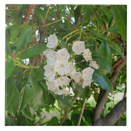 White Mountain Laurel Blätter am Sonntag Fliese (Vorderseite)