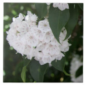 White Mountain Laurel Blume Grüne Blätter Fliese (Vorderseite)