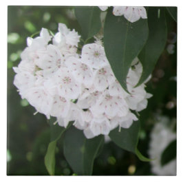 White Mountain Laurel Blume Grüne Blätter Fliese