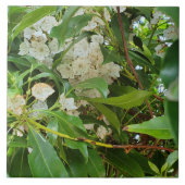 White Mountain Laurel Fliese (Vorderseite)