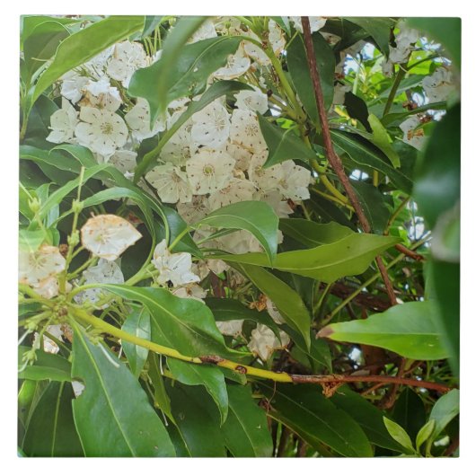 White Mountain Laurel Fliese (Vorderseite)