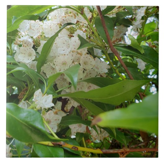 White Mountain Laurel  Keramik Tile Fliese (Vorderseite)