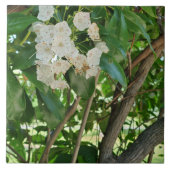 White Mountain Laurel Shrub Branchen Fliese (Vorderseite)