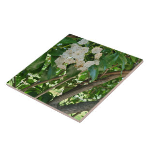 White Mountain Laurel Shrub Branchen Fliese