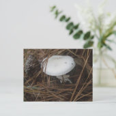 White Mushroom OBX Postkarte (Stehend Vorderseite)