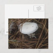 White Mushroom OBX Postkarte (Vorne/Hinten)