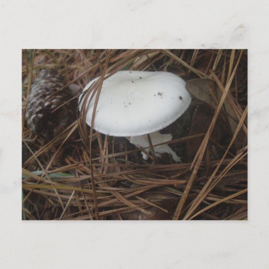 White Mushroom OBX Postkarte (Vorderseite)