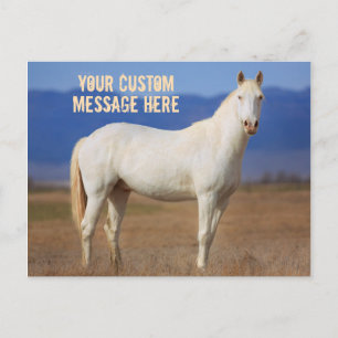 White Mustang Horse Postkarte
