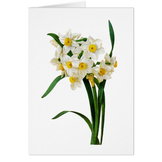 White Narcissus von Pierre-Joseph Redoute (Vorne)