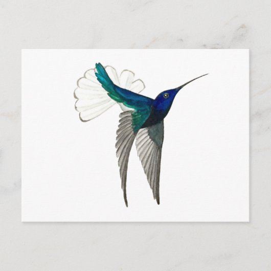White-necked Jacobin Hummingbird Postkarte (Vorderseite)