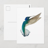 White-necked Jacobin Hummingbird Postkarte (Vorne/Hinten)