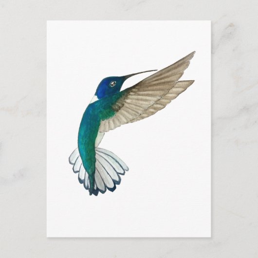 White-necked Jacobin Hummingbird Postkarte (Vorderseite)