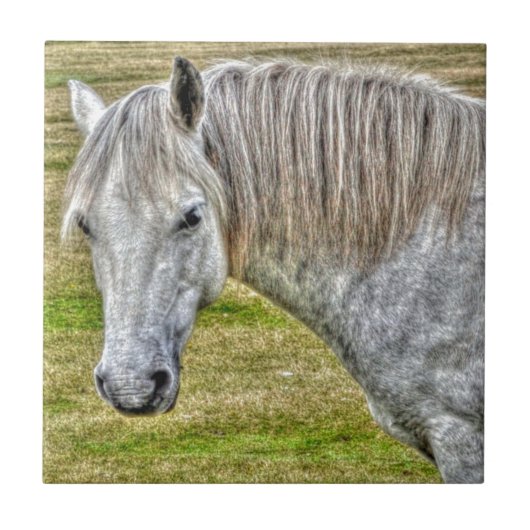 White New Forest Pony Wild Horse Fliese (Vorderseite)