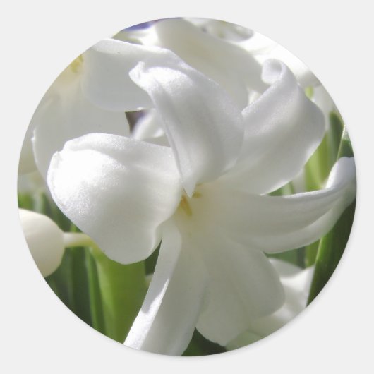 White Oaster Lilly Runder Aufkleber (Vorderseite)