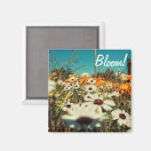 White Orange Daisy Blume Bloom Magnet (Vorderseite/Rückseite)