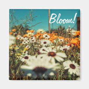 White Orange Daisy Blume Bloom Magnet