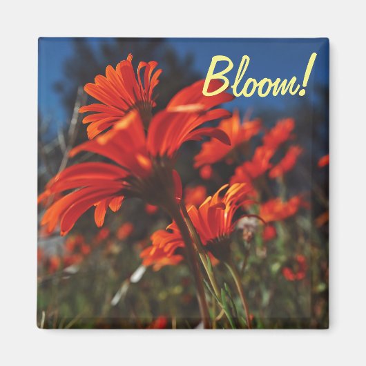 White Orange Daisy Blume Bloom Magnet (Vorne)