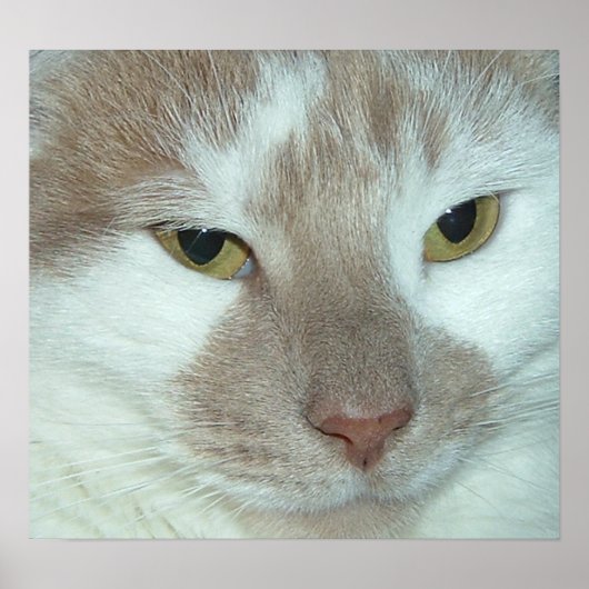 White & Orange Tabby Poster (Vorne)