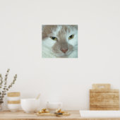 White & Orange Tabby Poster (Küche)