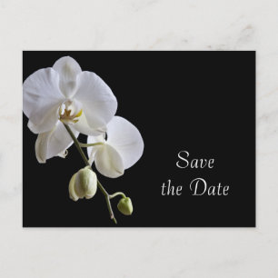 White Orchid auf Black Wedding Save the Date Ankündigungspostkarte