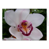 White Orchid I Beautiful Tropical Blume (Vorderseite (Horizontal))