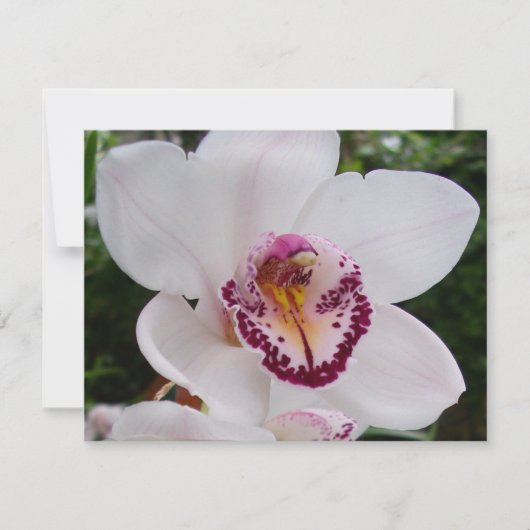 White Orchid I Beautiful Tropical Blume Karte (Vorderseite)