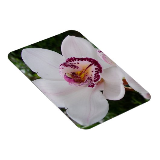 White Orchid I Beautiful Tropical Blume Magnet (Rechte Seite)
