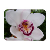 White Orchid I Beautiful Tropical Blume Magnet (Horizontal)