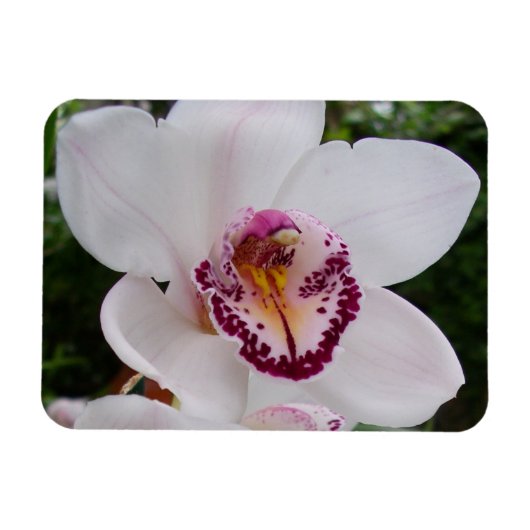 White Orchid I Beautiful Tropical Blume Magnet (Horizontal)