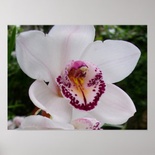 White Orchid I Beautiful Tropical Blume Poster
